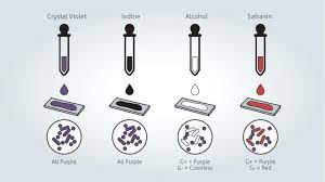 Gram Stain – Smear