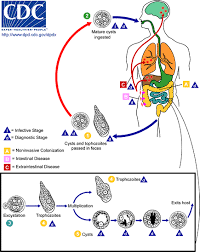 Entamoeba Histolytica Antibodies (Amoebic Serology)