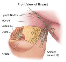 Ultrasound Breast (USG Breast)