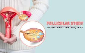 USG Follicular Study TVS (One cycle)